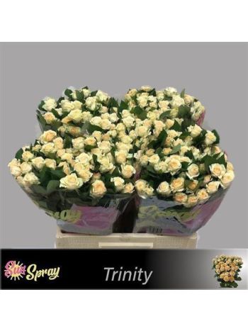 R TR TRINITY 60CM