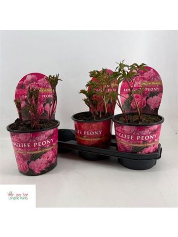 PAEONIA L GEM POTCOVER
