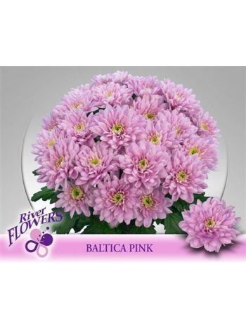 CHR T BALTICA PINK