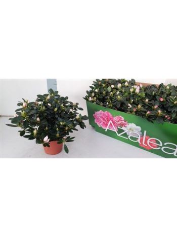 RHODO SI GEM Z&Ouml;LD DOBOZOS