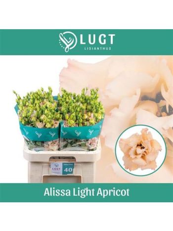 EUS G ALISSA L APRIC