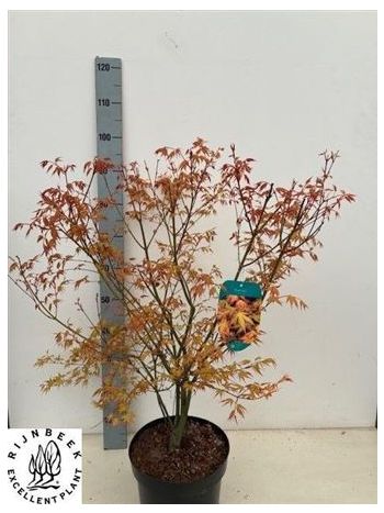 ACER PA KATSURA AKCIO