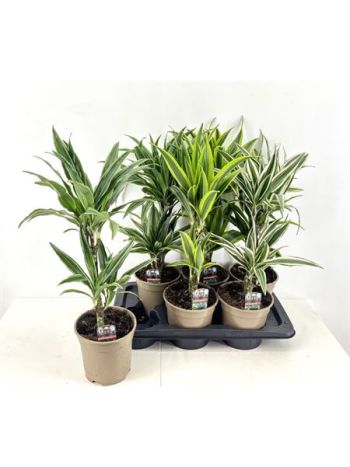 DRA DE GEM 2 TÖRZSES