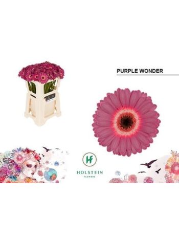 GE MI PURPLE WONDER