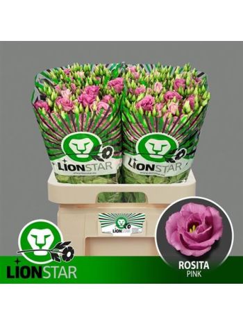 EUS G ROSI ROSE PINK