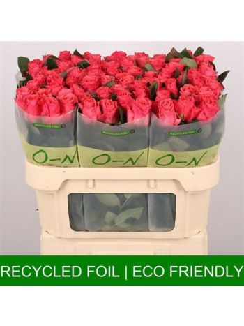 R GR PINK TACAZZI+ 70CM