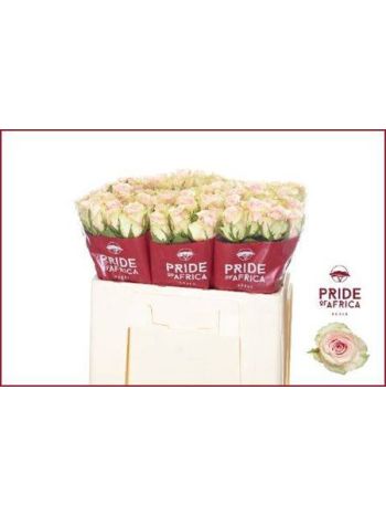 R GR5  SZ!! PINK ATHENA