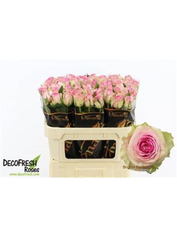 R GR BRIGITTE BARDOT 70CM