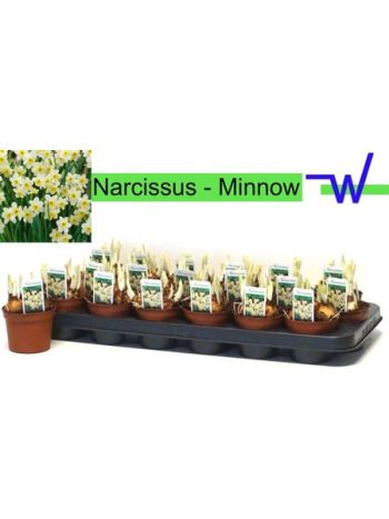 NARCIS T MINNOW