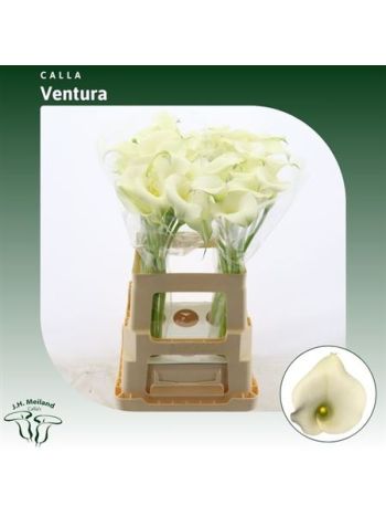 ZANT CAPT VENTURA 65CM