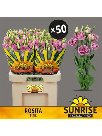 EUS G ROSI ROSE PINK