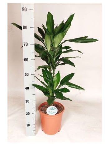 DRA DE J LIND 2 TÖRZSES