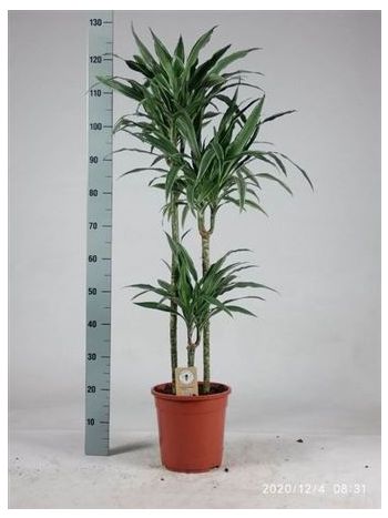 DRA DE WARNECKEI 3 TÖRZSES