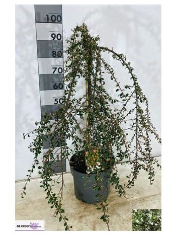 COTON S CORAL BEAUTY