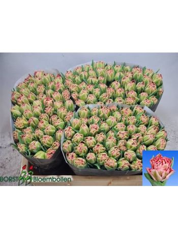 TU DU QUIN TRUSTFULL