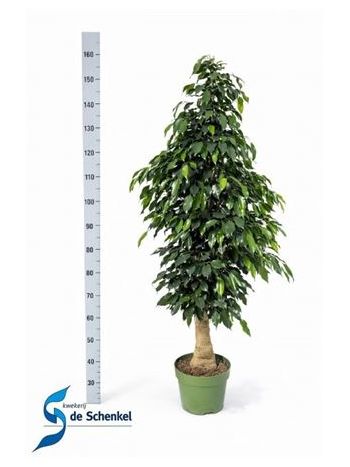 FIC BE DANIELLE TÖRZSES