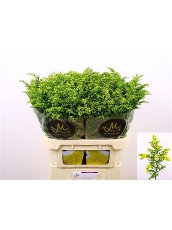 SOLI CARZAN GLORY 80CM