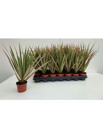 DRA MARG BICOLOR FEJ