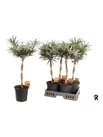 DRAC REFLEXA FONOTT TÖRZSES