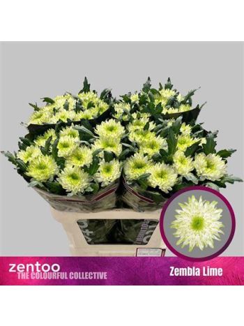 CHR G ZEMBLA LIME