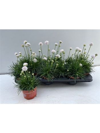 ARME MAR ARMAD WHITE AKCIO