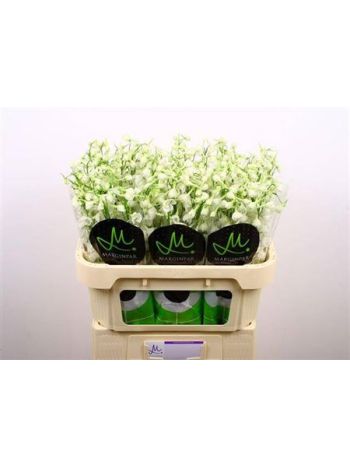 DELPH EN BE AN WHITE