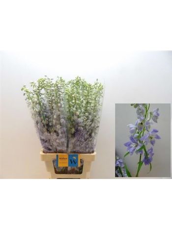 DELPH EL MAG F LAVEN 80CM