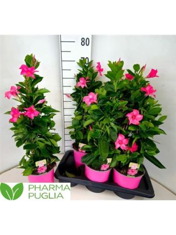 MANDE RIO PINK AKCIO