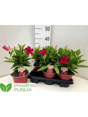 MANDE RIO RED AKCIO