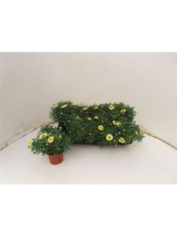 MARGAR&Eacute;TA BOKOR S&Aacute;RGA