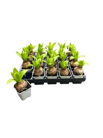 HYACIN 1 PP WHITE PEARL