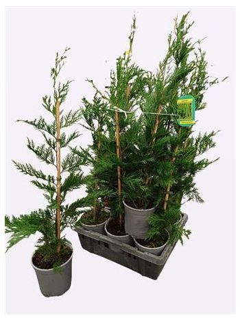 CUPRESSUS LEY