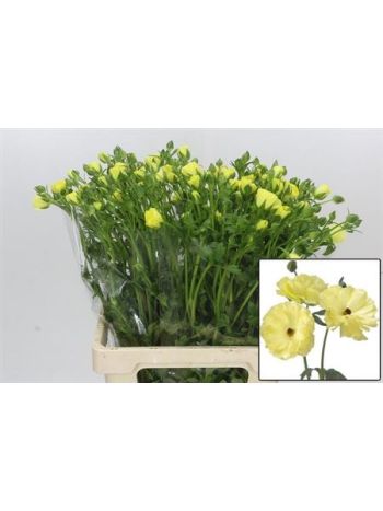 RAN BUTTERFLY HELIOS