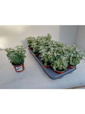 HELICH PETIOLARE AKCIO