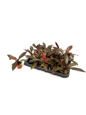 PHIL MCCOLLEYS FINALE