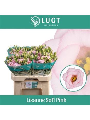 EUS G LIS SOFT PINK