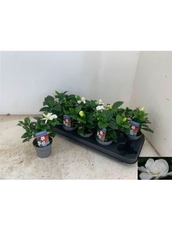 GARDENIA JASMINOIDES AKCIO