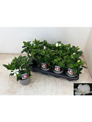 GARDENIA JASMINOIDES