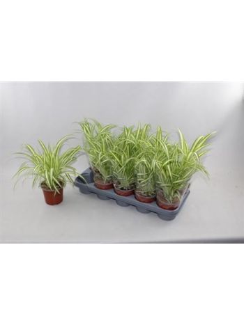 CHLOR COM VARIEGATUM