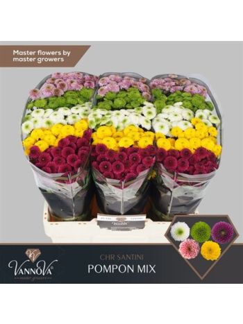 CHR SAN POMPO GEM BS