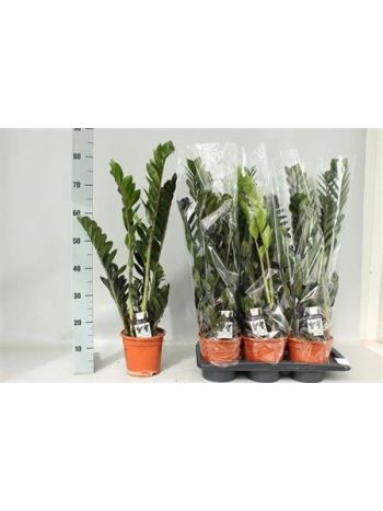 ZAMIOCULCAS RAVEN