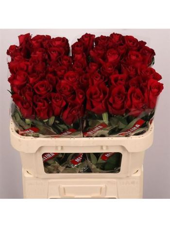 R GR EVER RED 70CM