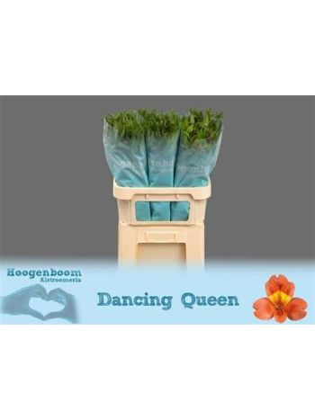 ALSTR DANCING QUEEN