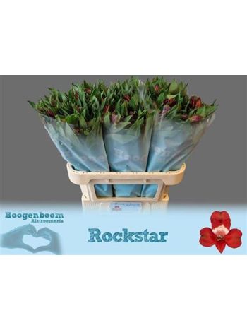 ALSTR ROCKSTAR