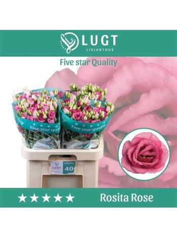 EUS G ROSI ROSE PINK