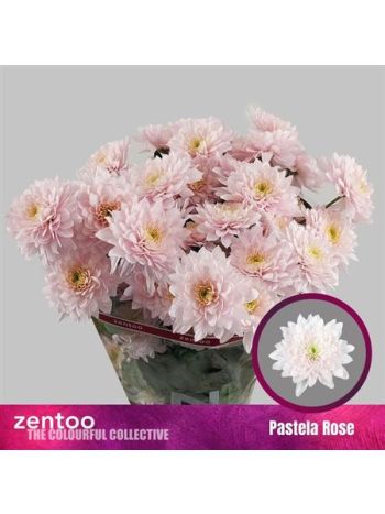 CHR T PASTELA ROSE
