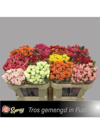 R TR GEM IN FUST 70CM