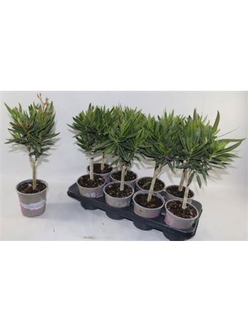 NERIUM OLEANDER TÖRZSES