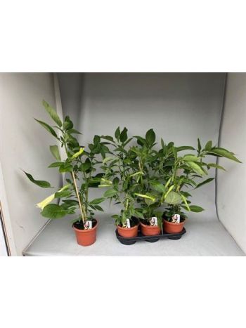 BRUGM ANGYALTROMBITA