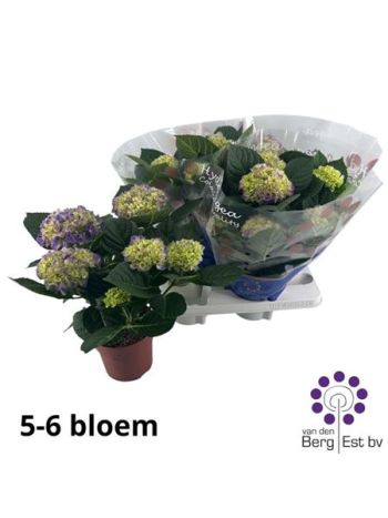 HYDR M HI 7+ OCEAN PINK